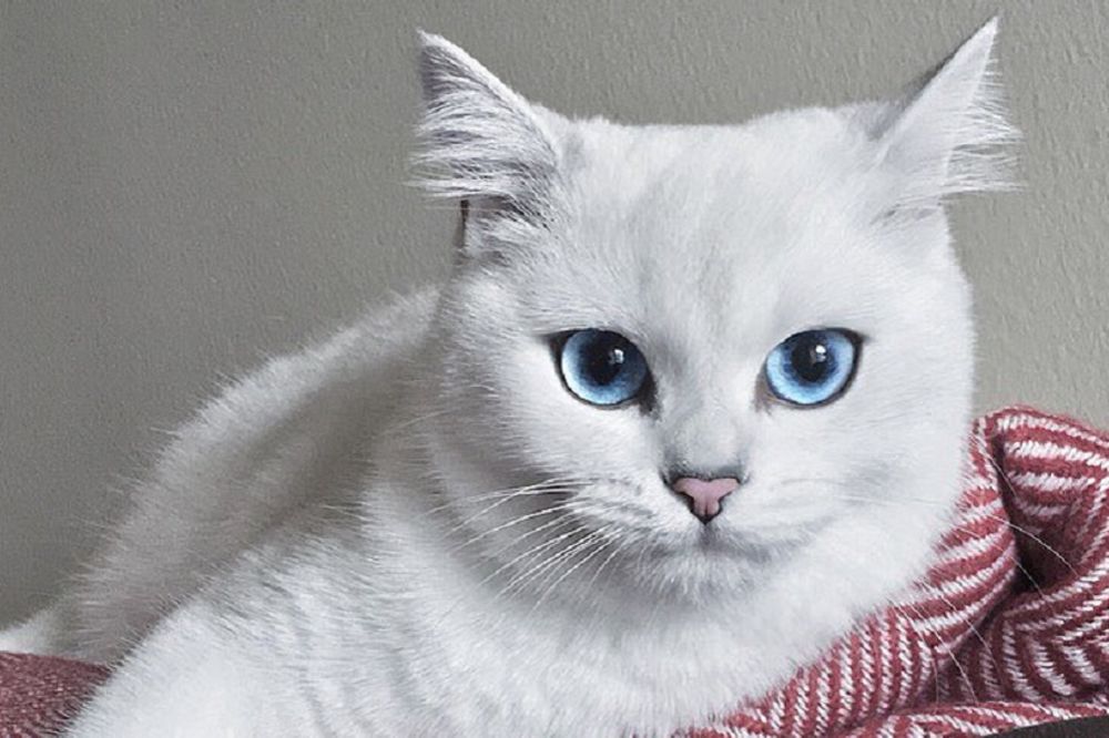 Bela krznena loptica: Upoznajte najlepšu mačku na internetu (FOTO)
