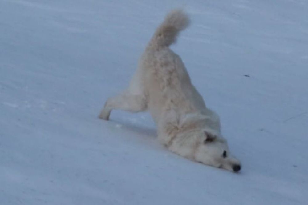 Kad pas čuvar dobije voljno, ponaša se kao pušten s lanca! (VIDEO)