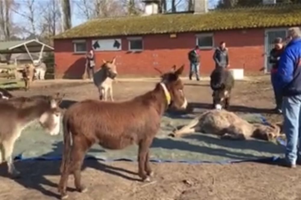 Ko kaže da životinje nemaju osećanja? Dirljiv oproštaj od drugara (VIDEO)