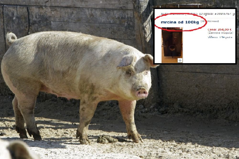 Prodajem mrcinu od 100 kila! Ovaj batica kao da prodaje krmaču, a nudi nešto sasvim drugo (FOTO)