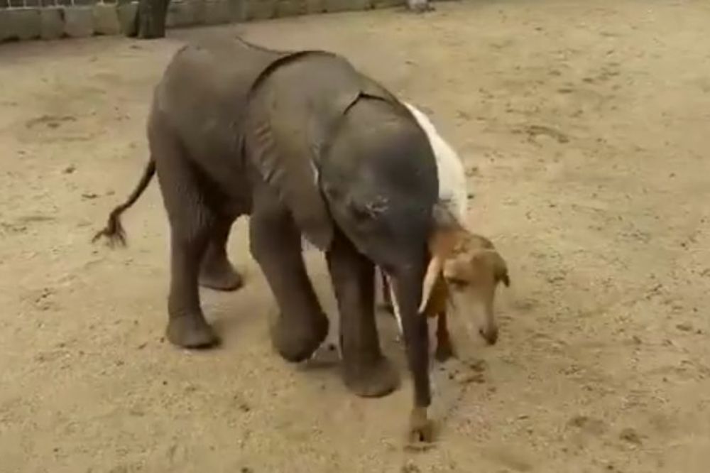 Slonče je ostalo siroče, ali mu je ovčica pružila majčinsku ljubav (VIDEO)