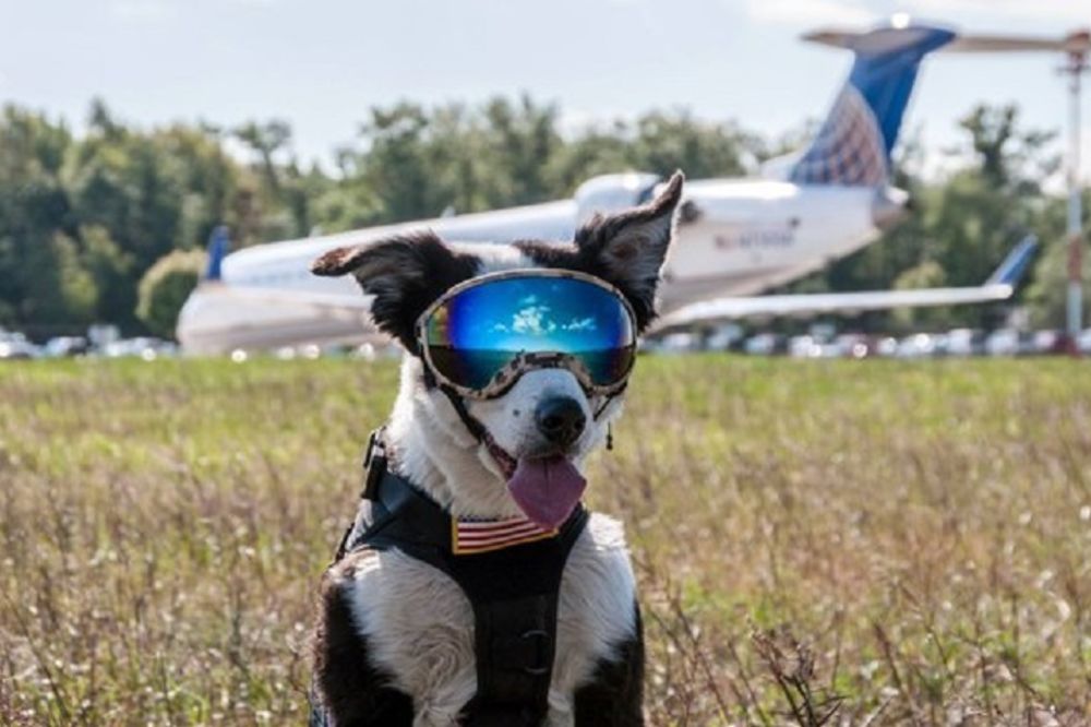Upoznajte Pajpera: On je najbolji čuvar reda na aerodromu (FOTO) (VIDEO) (GIF)
