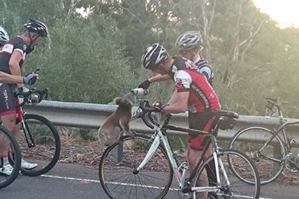 Kratak predah usred etape: Biciklisti napojili žednu koalu! (FOTO)
