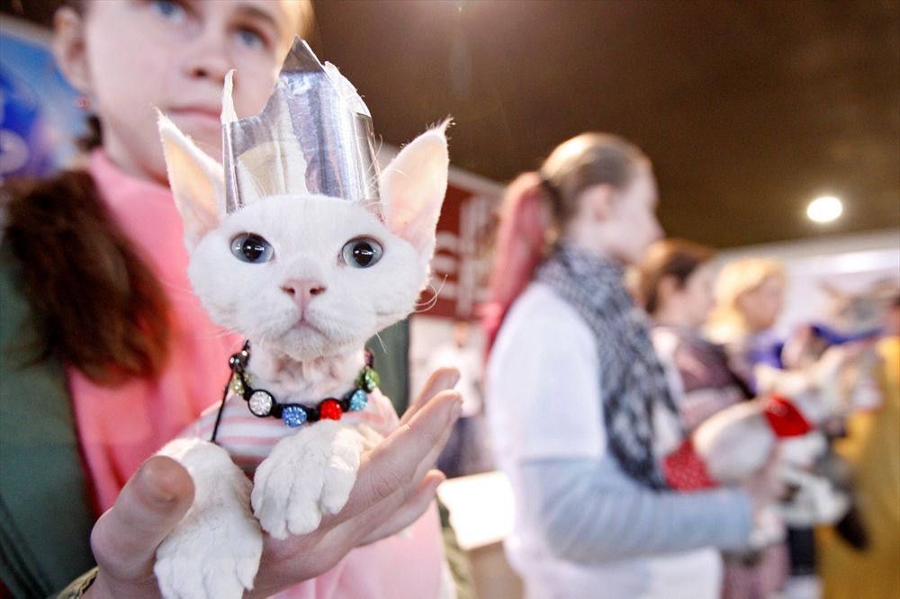 Definicija mačkastičnosti: Izbor za Mis Mjau Ukrajine! (FOTO)