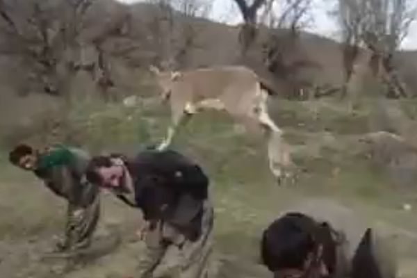 Ova koza je carica: Našla je super mesto za skakutanje! (VIDEO)