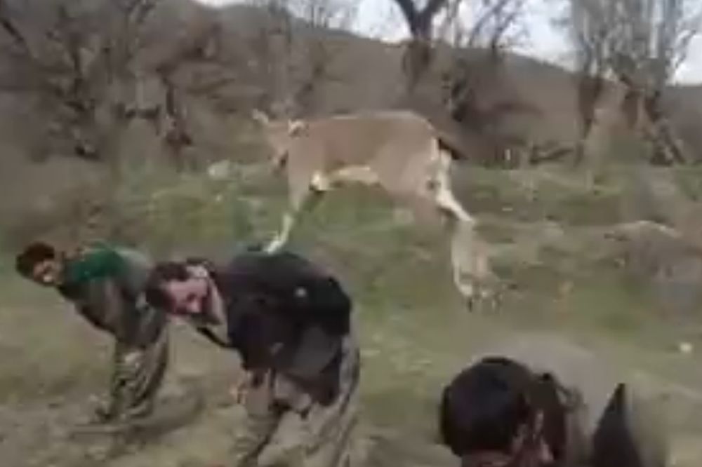 Ova koza je carica: Našla je super mesto za skakutanje! (VIDEO)