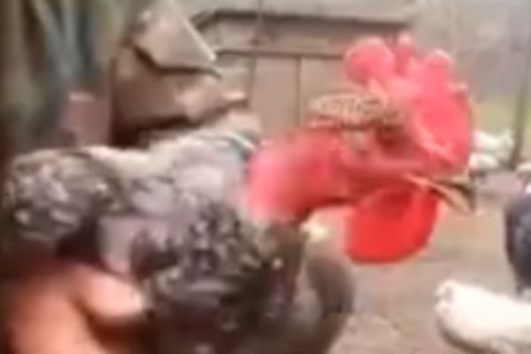 Uplašeno pile: Kako uspeva da ovo radi s vratom? (VIDEO)