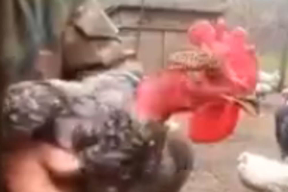 Uplašeno pile: Kako uspeva da ovo radi s vratom? (VIDEO)