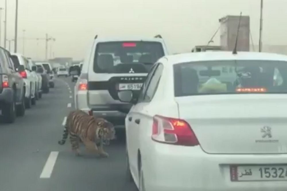 Tigar se uvek iznenada pojavljuje, pa i na auto-putu usred gužve (VIDEO)