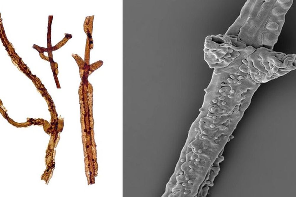 Otkrivena gljivica stara 440 miliona godina (FOTO)