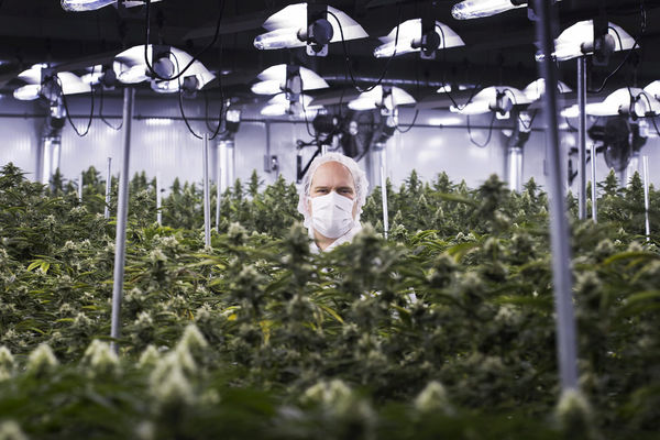 Legalizacija: Da ili ne? 7 čuvenih mitova u vezi sa kanabisom (FOTO) (GIF)