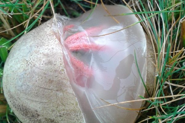 Da li biste počeli da paničite da vidite ovako nešto u vašem dvorištu? (FOTO) (VIDEO)