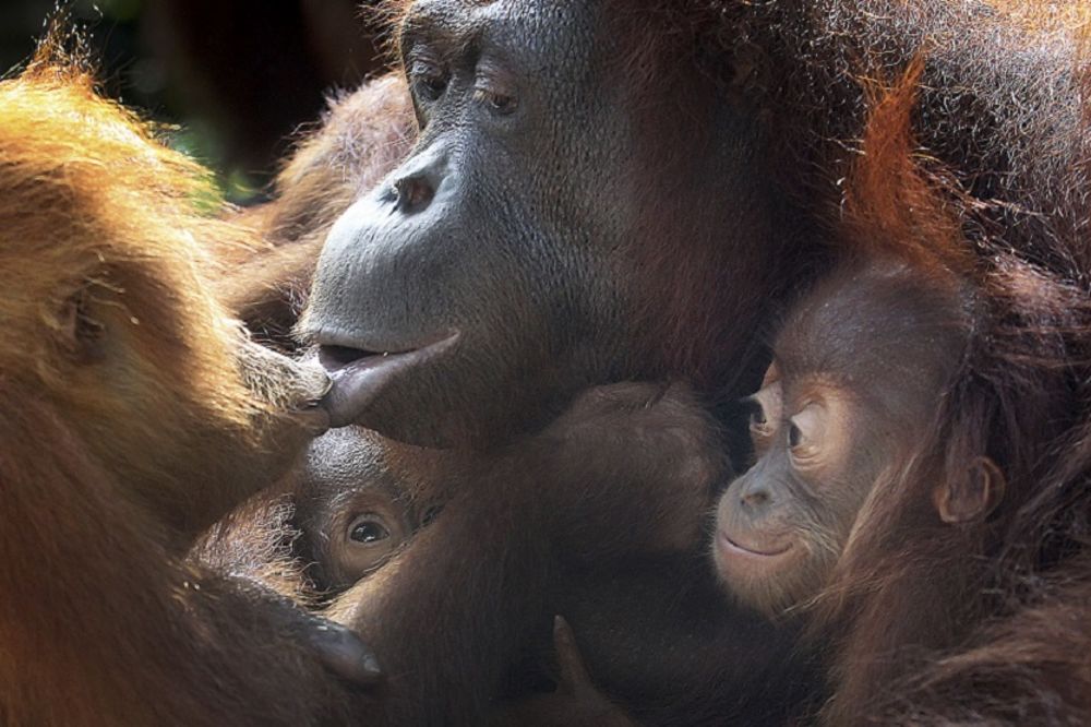 Da se otopiš: 15 sjajnih fotografija životinja koje znaju šta je ljubav! (VIDEO)