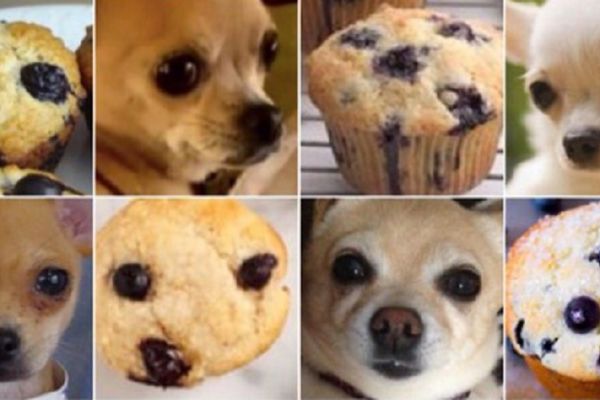 Šta je ovde čivava, a šta mafin? Možete li pronaći razliku? (FOTO)