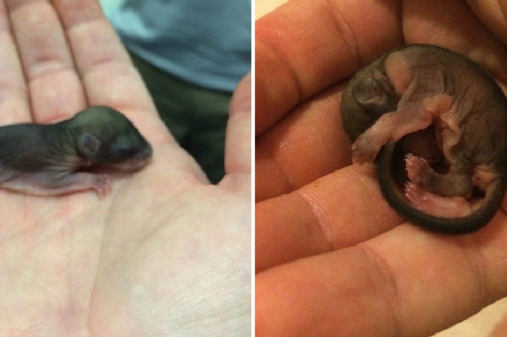 Ovo stvorenje je pronašao na putu: Poneo ga je kući, a nije ni sanjao u šta će izrasti! (FOTO) (VIDEO)