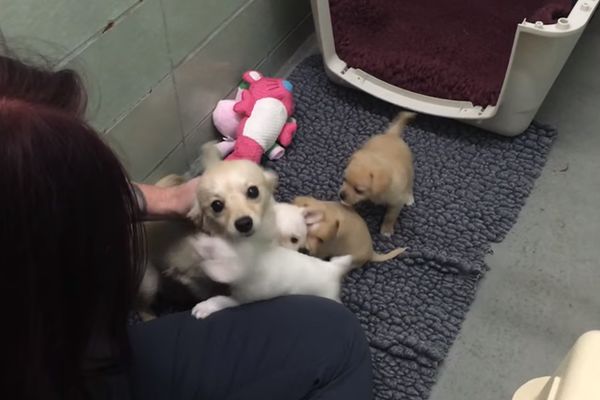 Dirljiv susret: Evo zašto se kaže radovati se kao kuče! (VIDEO)