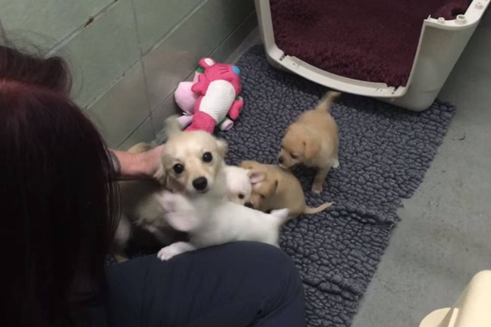 Dirljiv susret: Evo zašto se kaže radovati se kao kuče! (VIDEO)