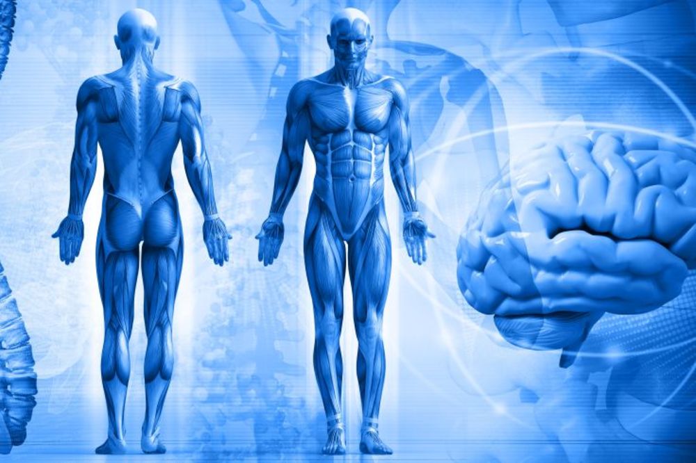 Supermen živi u svakom od nas: 20 neverovatnih činjenica o ljudskom telu! (GIF)