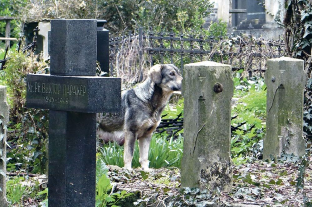 Pobesnele džukele terorišu Niš: Čopor pasa lutalica izujedao studentkinju na groblju!