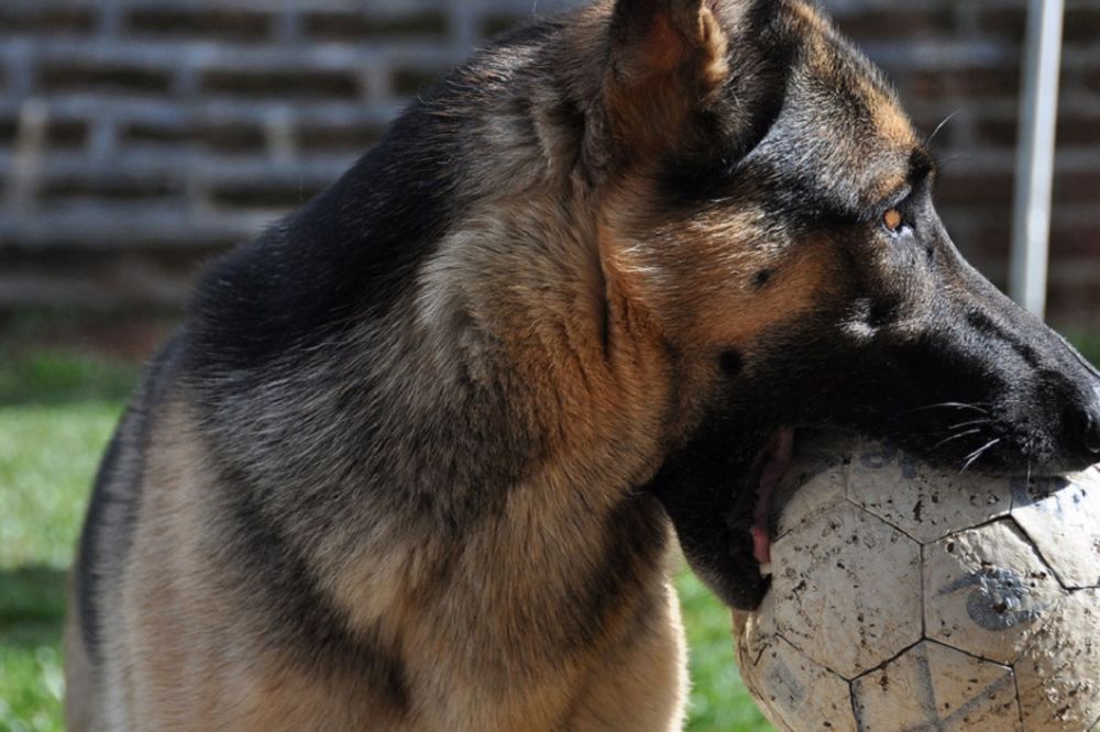 U Kragujevcu pronađeni ukradeni psi vredni 150.000 evra! (FOTO)
