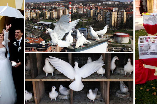 Krilati beli anđeli koje i vi možete da imate: Prelaze 300 kilometara i na kraju se uvek vrate! (FOTO)