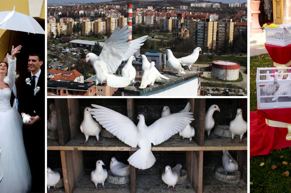 Krilati beli anđeli koje i vi možete da imate: Prelaze 300 kilometara i na kraju se uvek vrate! (FOTO)