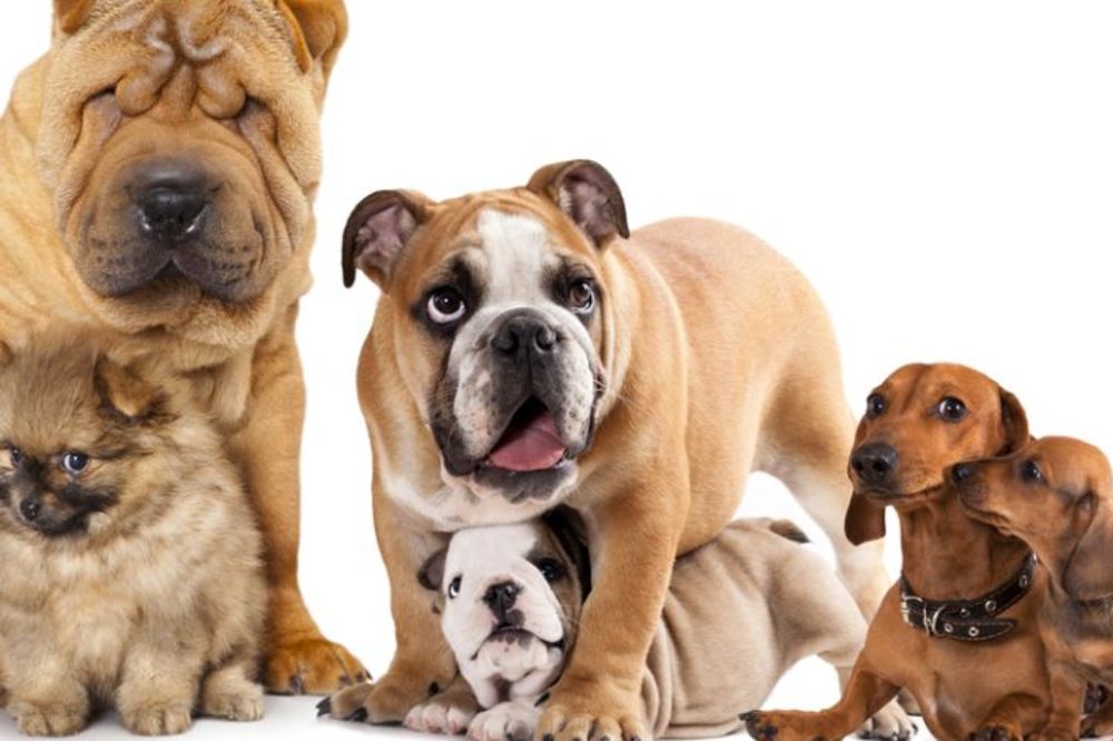 Po slovu novozelandskog zakona: Životinje su bića sa osećanjima! (GIF)