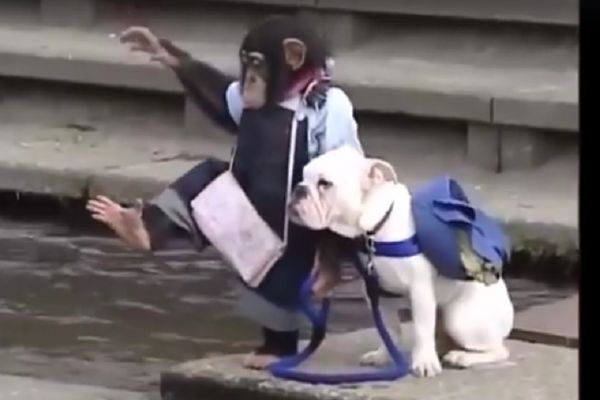 Mali korak za čovečanstvo, ali veliki za ovu neobičnu družinu! (VIDEO)