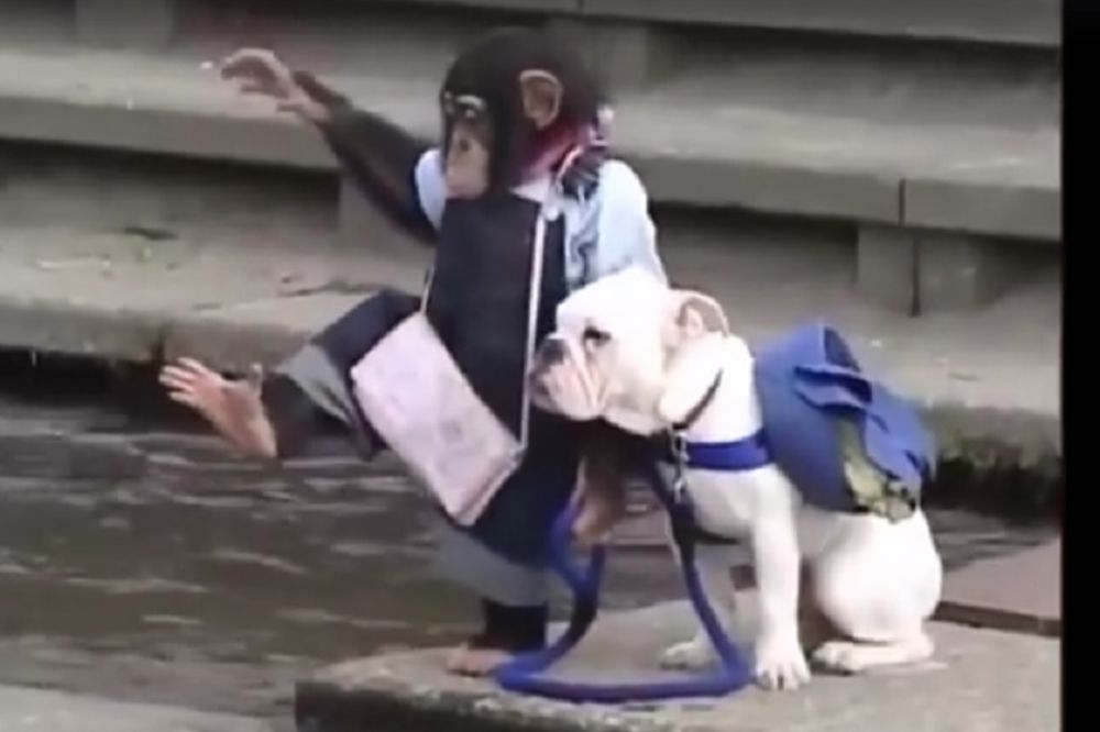 Mali korak za čovečanstvo, ali veliki za ovu neobičnu družinu! (VIDEO)