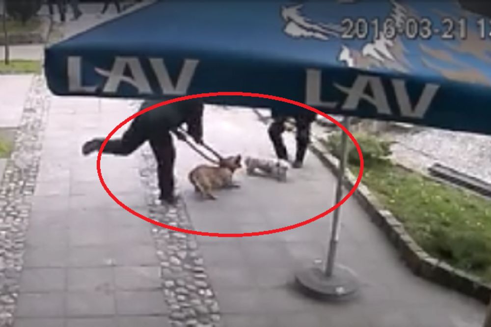 Džinovskim kleštama za vrat: Brutalni snimak hvatanja psa lutalice u Kruševcu! (VIDEO)