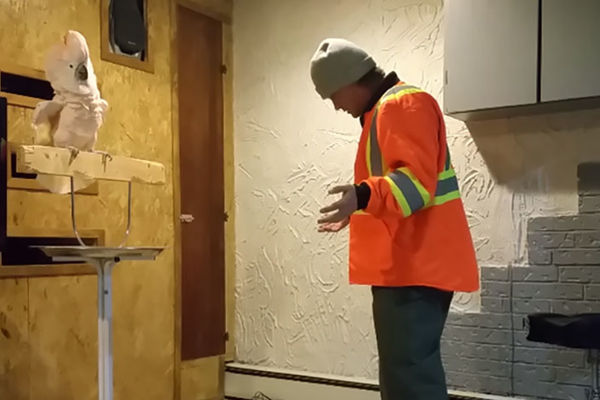 Papagaj prostak psuje sve u 16! (VIDEO)