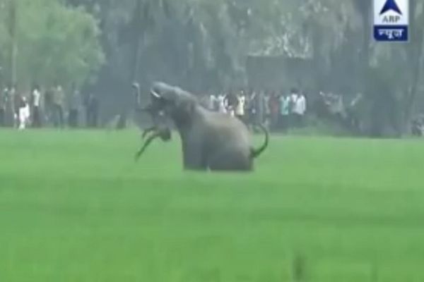 Pomahnitali slonovi ubili 5 osoba u Indiji! (VIDEO)