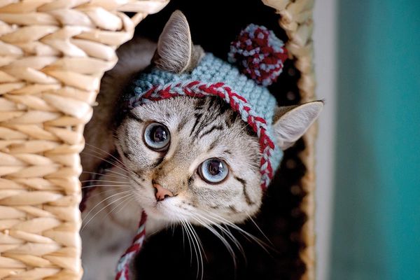 Izbačen na ulicu: Vlasnica optužila mačka da je gej! (GIF)