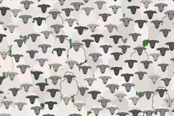 U šumi ovaca, pronađite jarca! (FOTO)