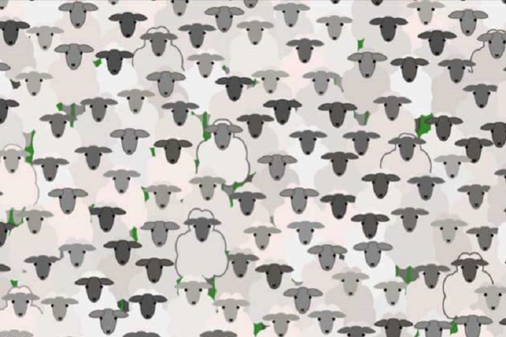 U šumi ovaca, pronađite jarca! (FOTO)