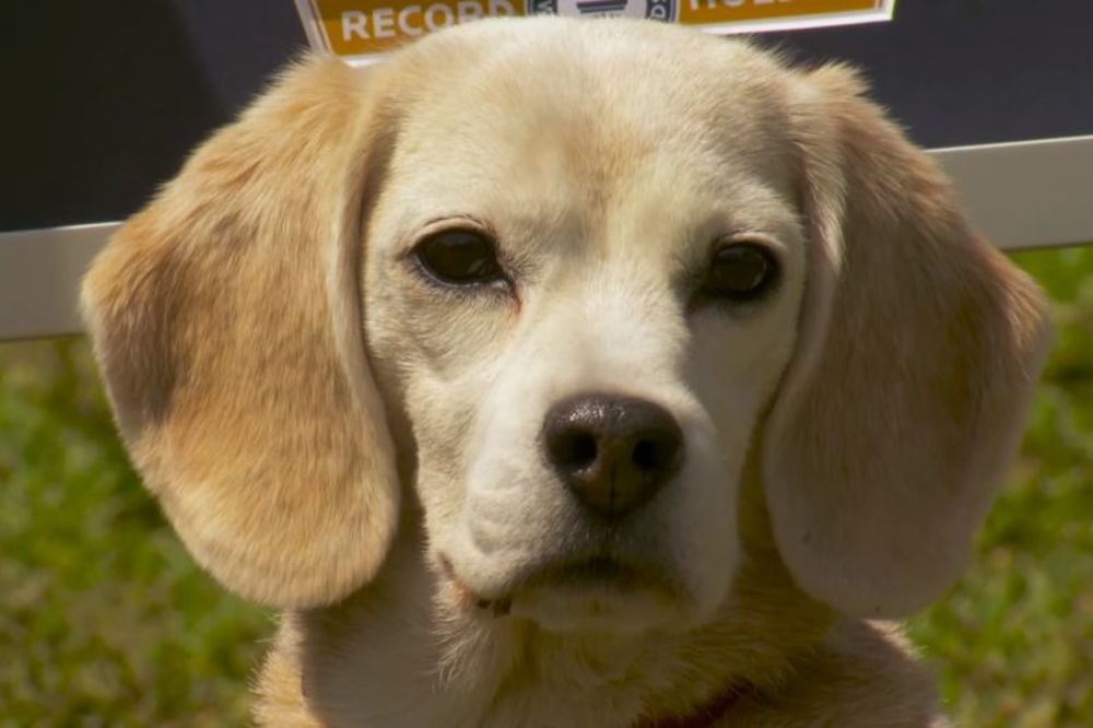 Dvostruki Ginisov rekorder radi ono što nijedan drugi kucov ne radi (VIDEO)
