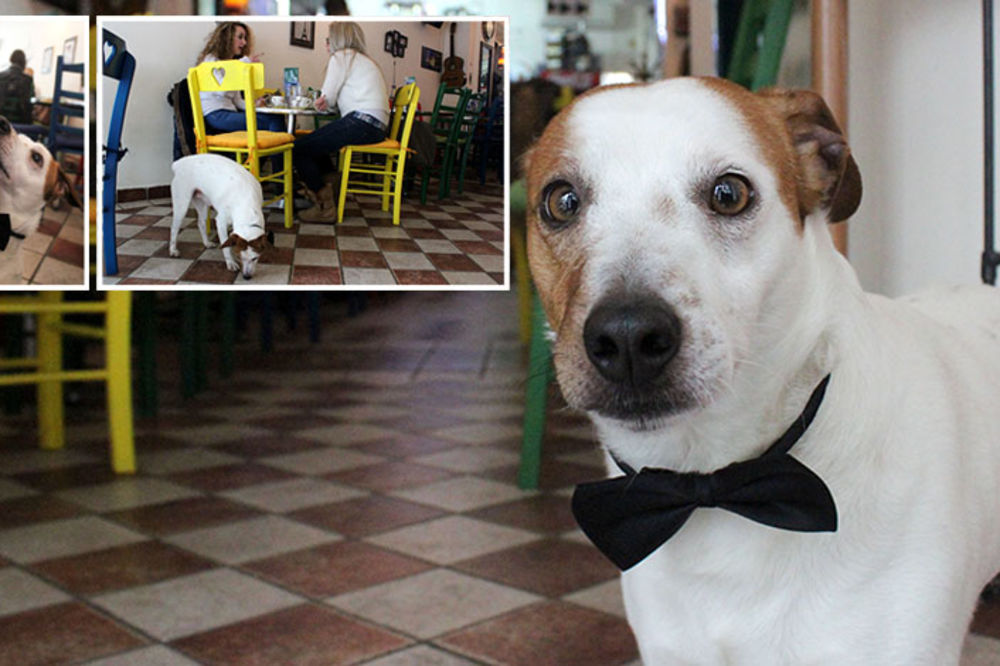 U ovom kafiću gazduje terijer Cvrle! Istopićete se kada čujete kako peva uz Zaz (FOTO) (VIDEO)