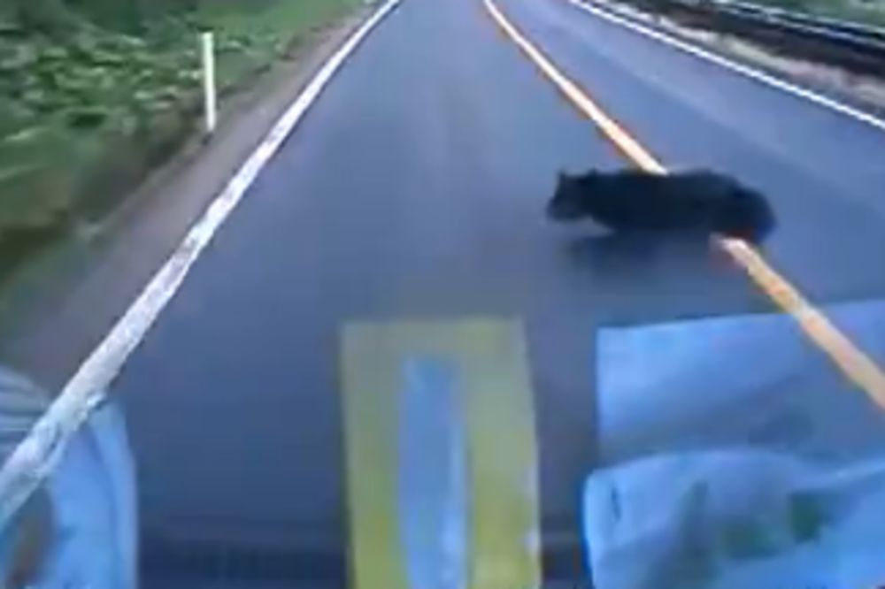 Pažnja: Medvedi! Jeziv sudar zahuktalog kamiona i stvorenja iz šume! (VIDEO)