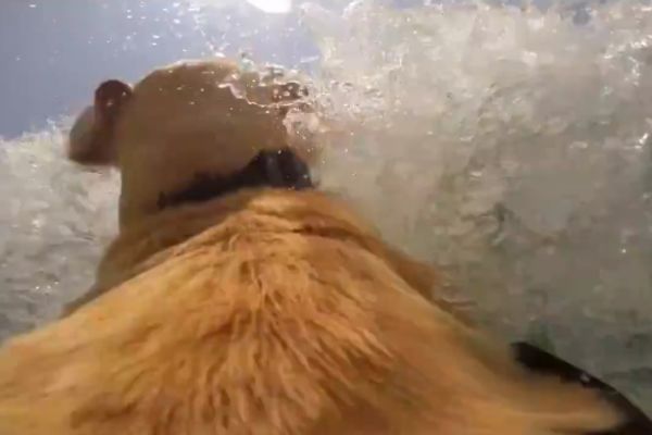 Živeti za trenutak radosti: Pa, koliko samo ovaj pas voli more! (VIDEO)