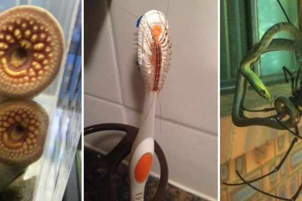 Vrisak zagarantovan: Gadosti prirode koje nikada ne želite da vidite u svojoj blizini (FOTO)