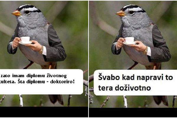 Ovaj vrabac je pravi mudrac i zna baš sve: Što ne odu sad na Mesec, kad su mogli pre 50 godina? (FOTO)