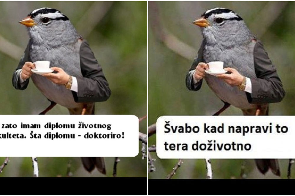 Ovaj vrabac je pravi mudrac i zna baš sve: Što ne odu sad na Mesec, kad su mogli pre 50 godina? (FOTO)