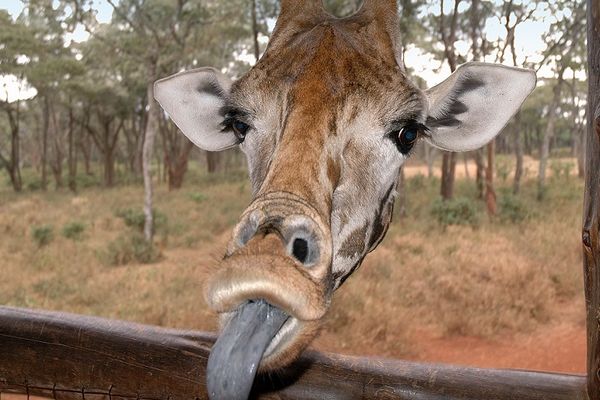 Ovo su 10 najvećih podvala u istoriji 1. aprila! (FOTO) (GIF) (VIDEO)