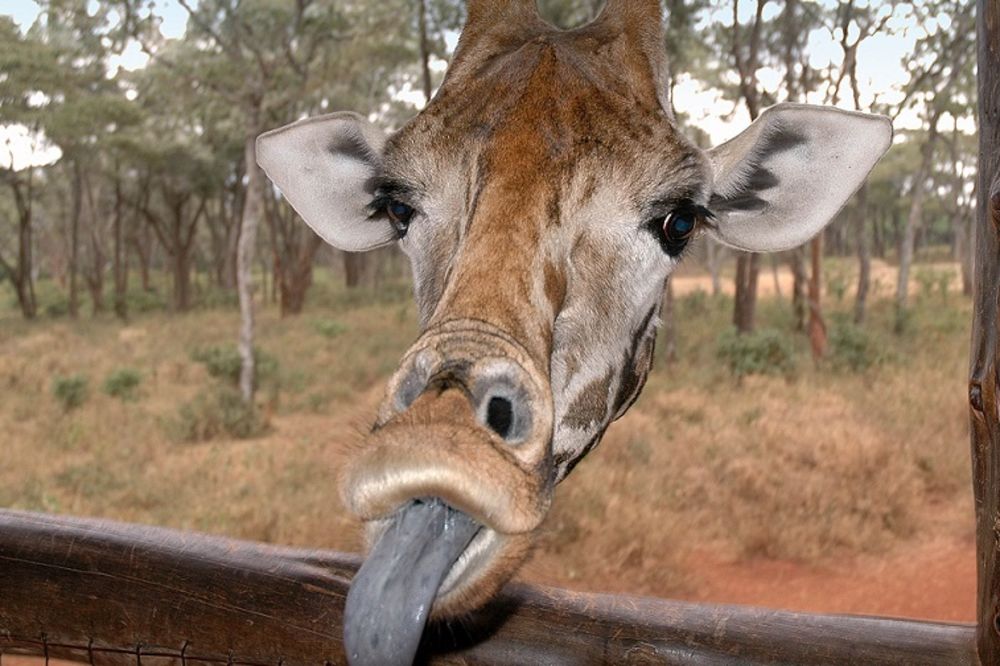 Ovo su 10 najvećih podvala u istoriji 1. aprila! (FOTO) (GIF) (VIDEO)