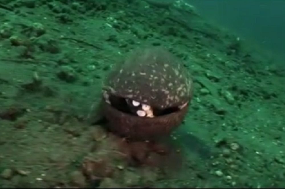 Našao je kokos na dnu okeana, a ono što je bilo unutra je najluđa stvar koju je video! (VIDEO)
