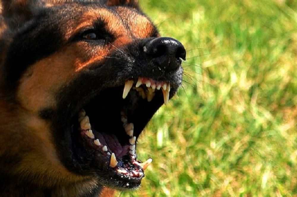 Ruskinja zaklala muža na Majorci, a onda nahranila psa njime (FOTO)