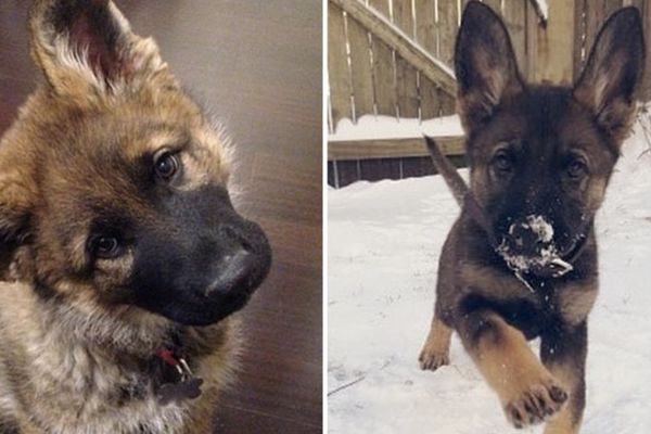 Rastopićete se od miline kad vidite koliko su slatki ovi mali blentavi štenci (FOTO)