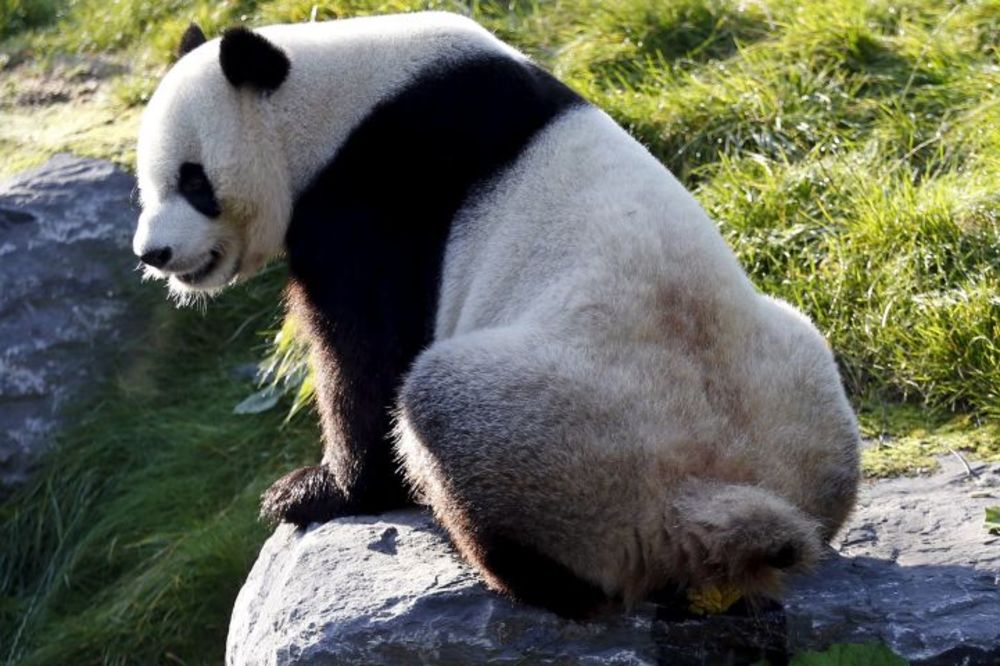 Nacionalna izložba izmeta: Muzej kake otvoren u Velikoj Britaniji (FOTO)