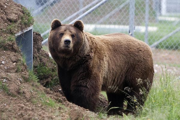 Slovenci poslali Špancima medveda za priplod, a njemu se to baš svidelo!