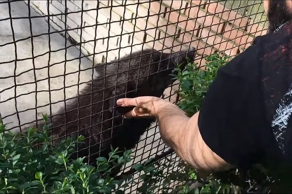 Pomazite vuka u centru Beograda: Da, dobro ste pročitali! Ovaj vuk je prava mala maza! (VIDEO)